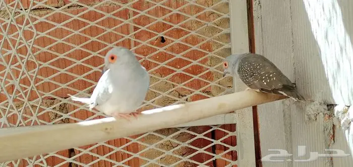 المآسي 2