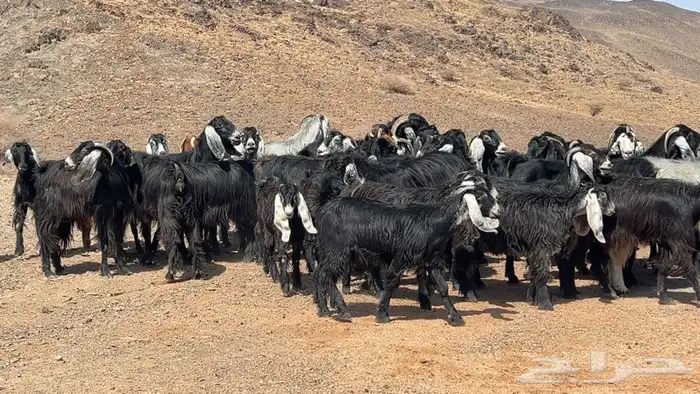 معزه عوارض صنف مضريع ودفيع طيبه 0