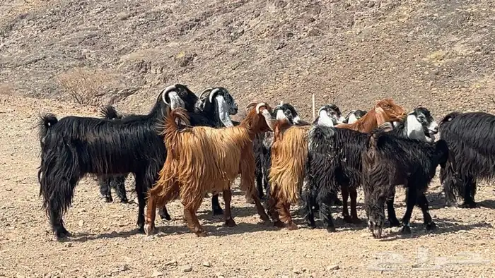 معزه عوارض صنف مضريع ودفيع طيبه 3