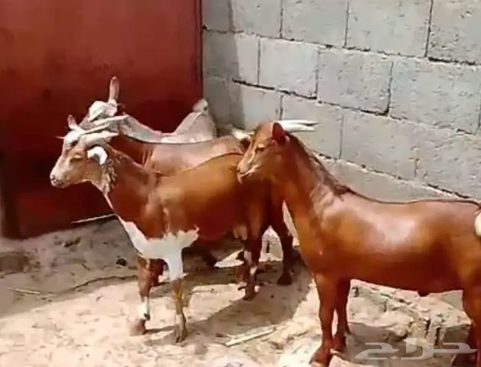 4 تيوس دهم 1