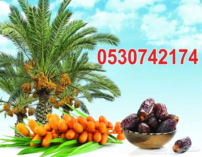 يوجد شبك ونخيل شبوك مزارع ويوجد زراعه 0