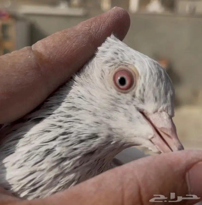 حمام باكستاني تم البيع 2
