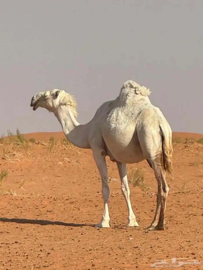 لقحه ثنو وضحاء 1