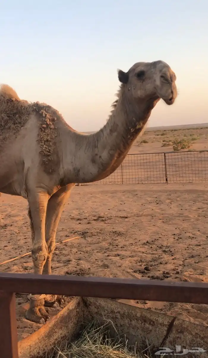 للبيع بعير اشعل 0