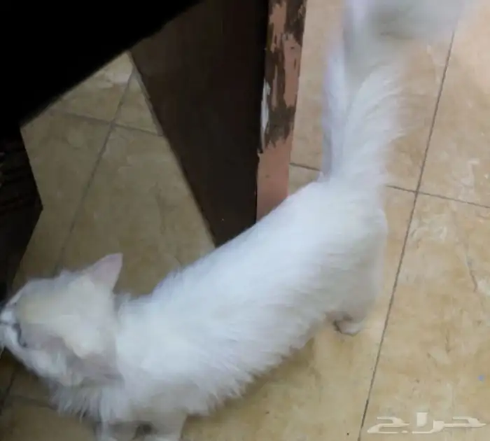 قطه شيرازيه بيضاء ضائعه في محايل عسير (نظيفه) 2