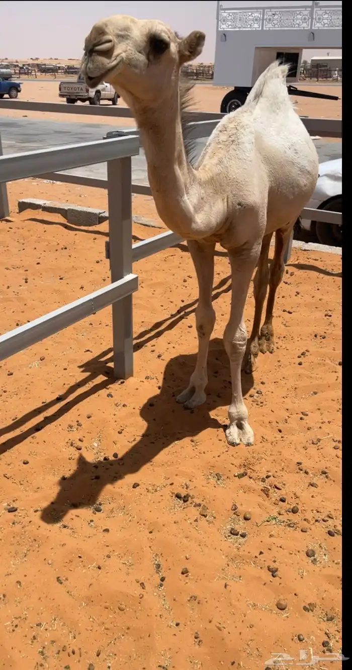 قعود فحل 1