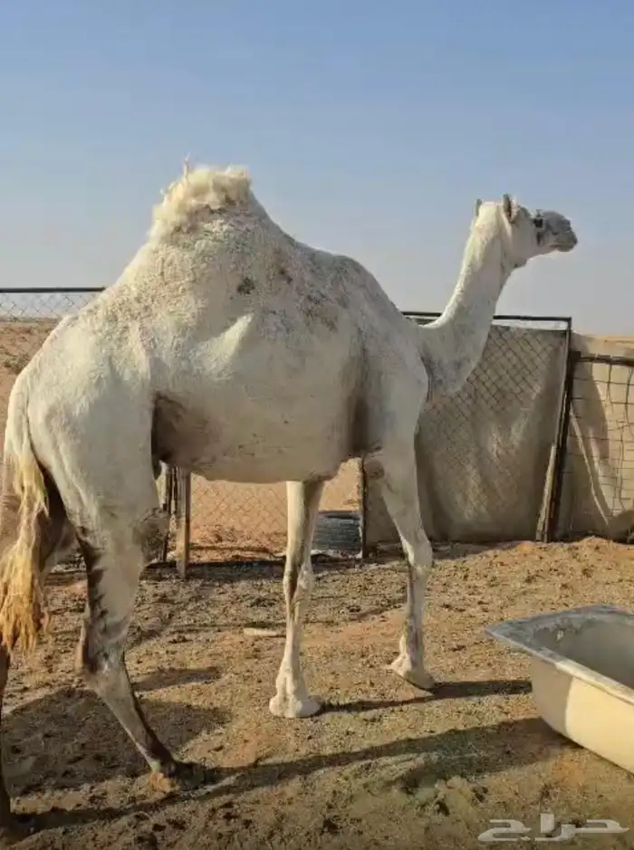 ناقة ضريبة مبيوع ولدها 0