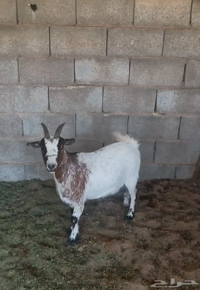 ماعز قزم منتجات 0