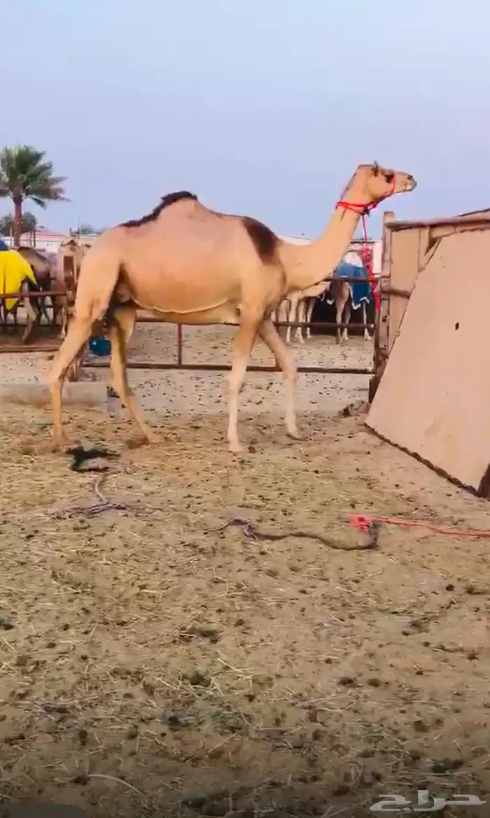 خلفه كفو بكر تحتها بكره للبيع هجن 0