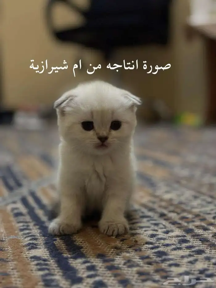 ذكر ستريت سلفر للتزاوج 5