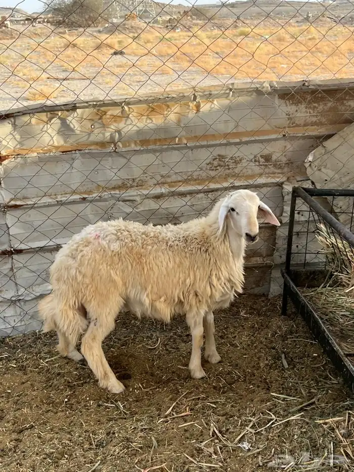 طلي سمين (( تم البيع )) 0