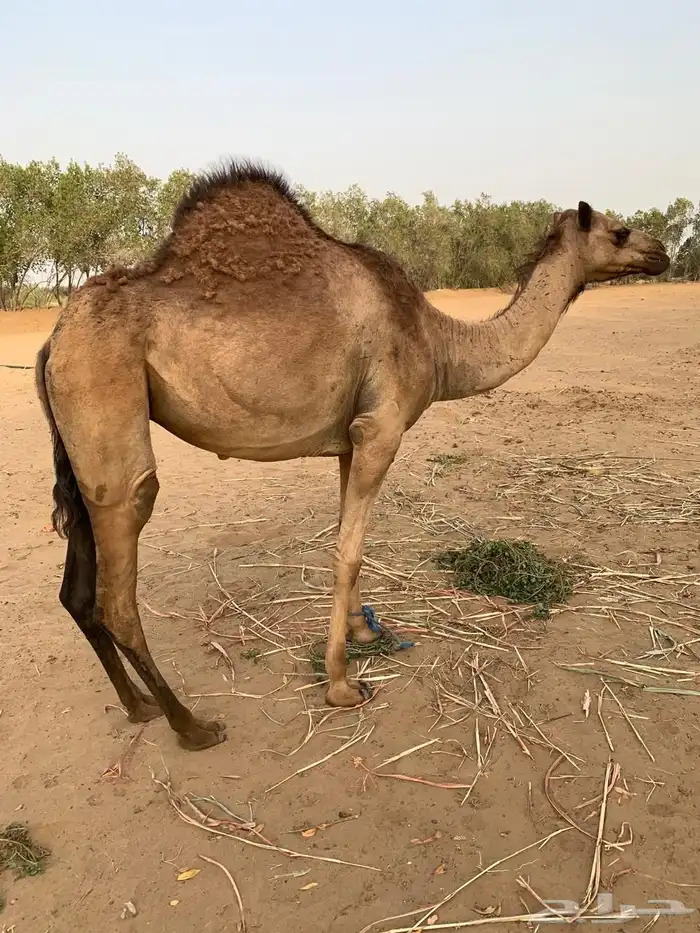 ناقة وبكره للبيع 5