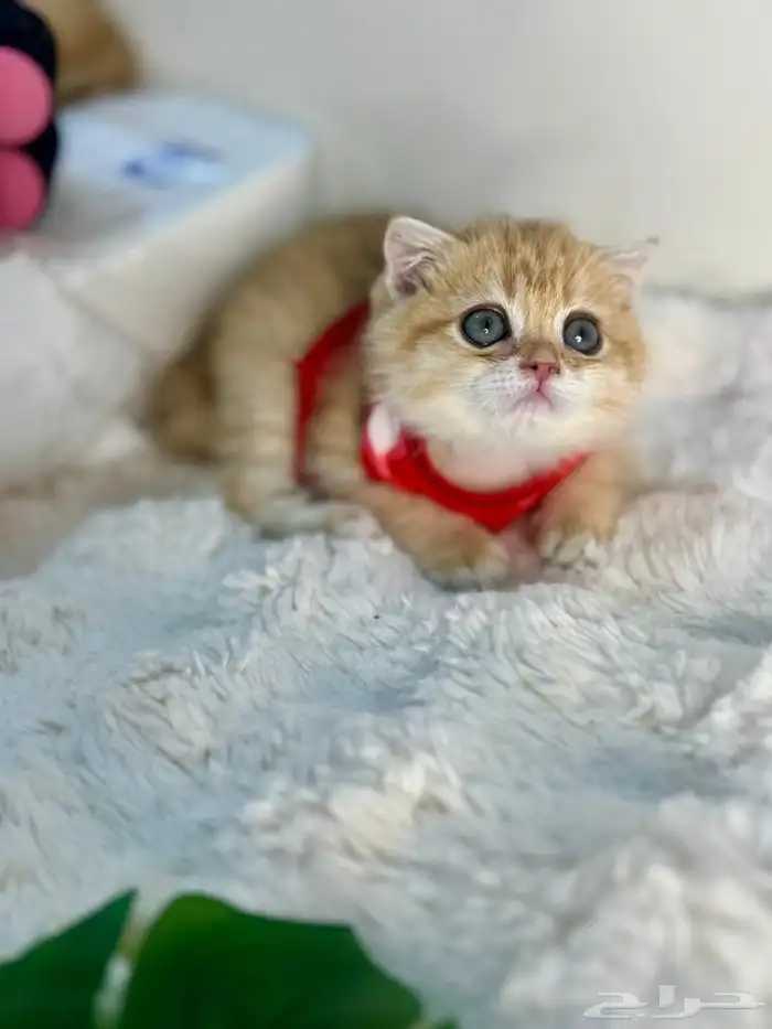 ذكر سكوتش فولد من أهالي بيور 0