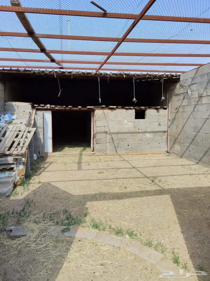حوش شبك غنم للايجار 0