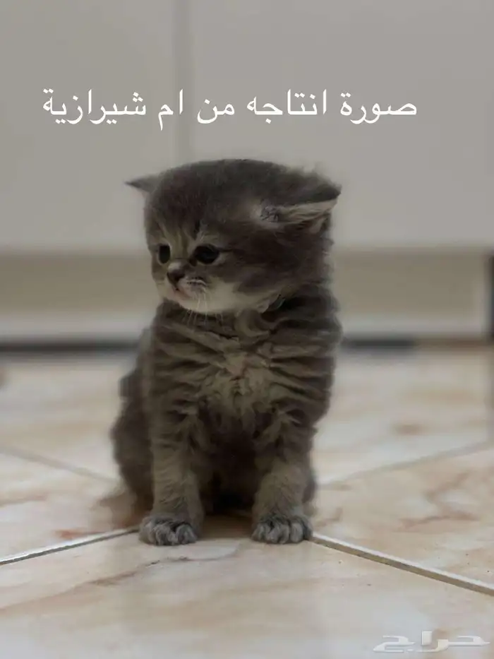 ذكر ستريت سلفر للتزاوج 8