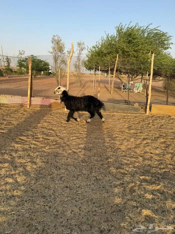 شاه نجديه 4