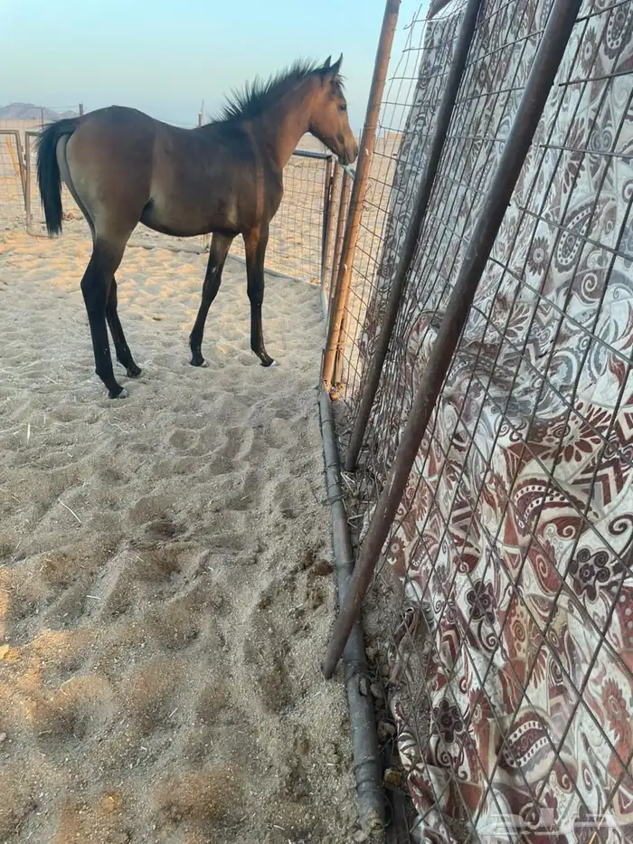 مهر شعبي شيخ 0