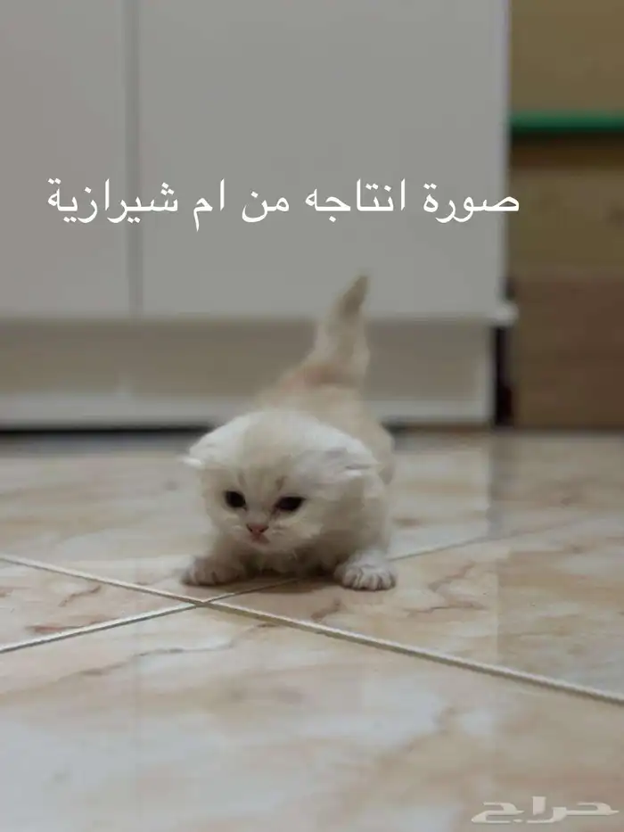 ذكر ستريت سلفر للتزاوج 7