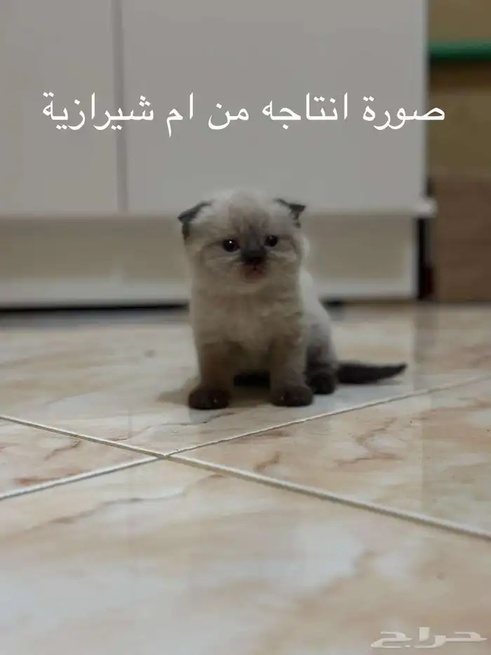 ذكر ستريت سلفر للتزاوج 6