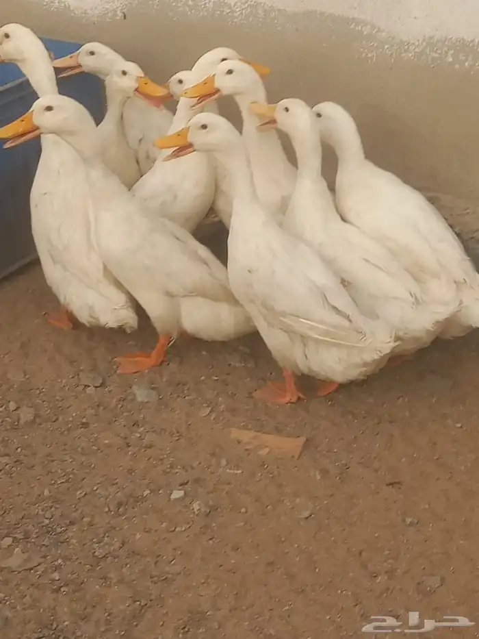 بط بكيني للبيع (((فرصه))) لليبي مشروع 1