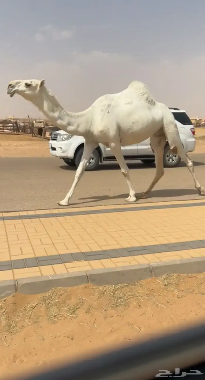 ضروبه وضحاء كفو فوق البداوه جذعه مميت 6
