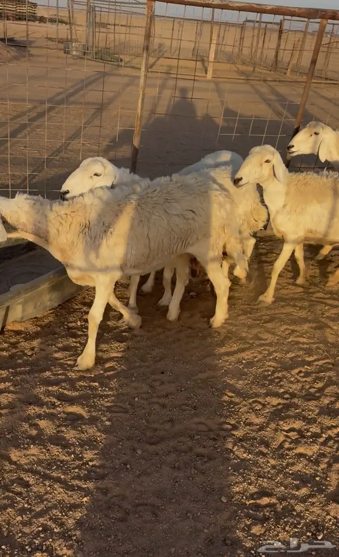 للبيع غنم حريات حرش صنف دفيع فواخر 3