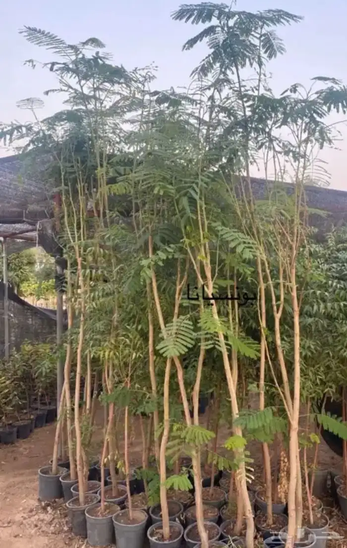 تنسيق حدائق منزليه 28