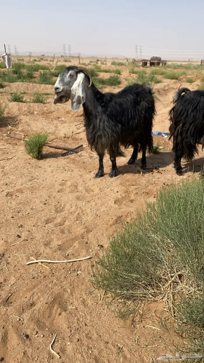 معزاء 1