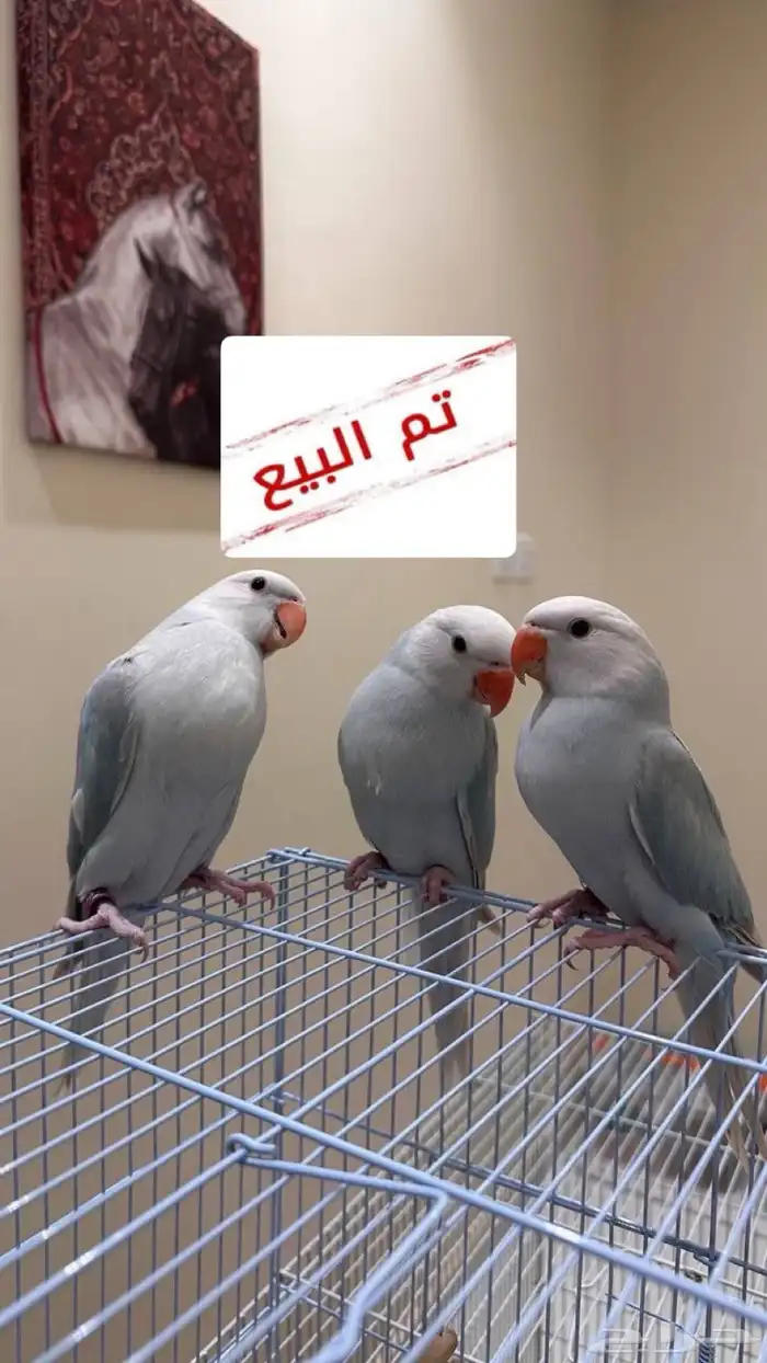 تم البيع فروخ درة هولندي ( بلد فايلوت ) 0