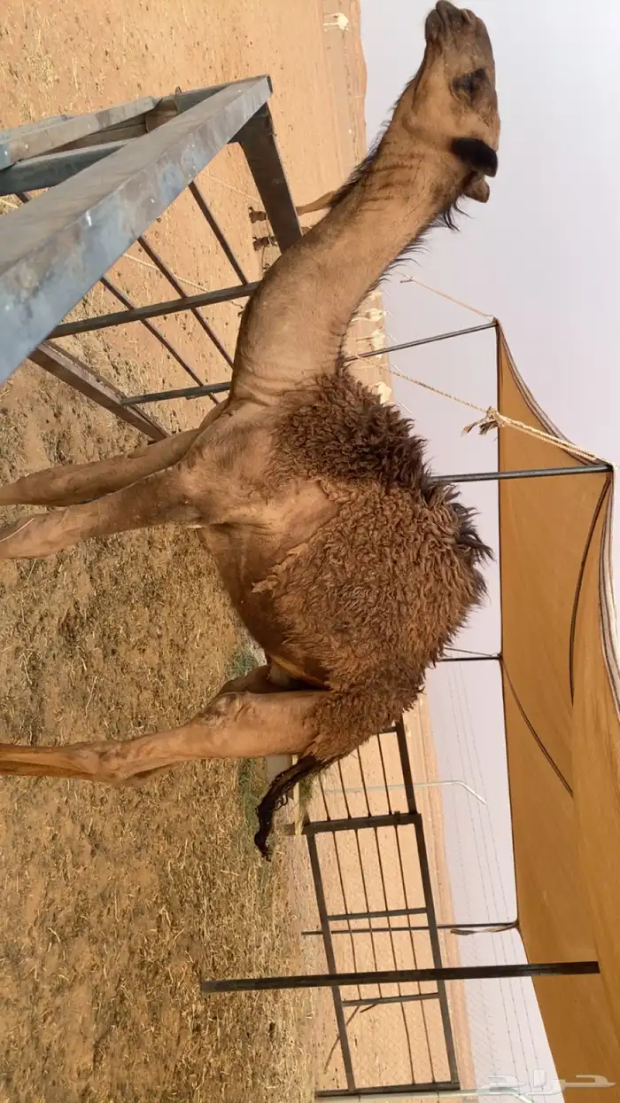 للبيع حاشي لباني 3