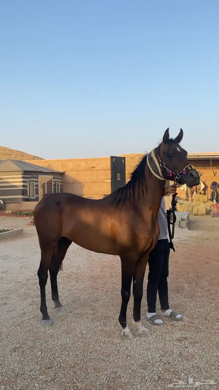 حصان واهو حفيد ابطال 0