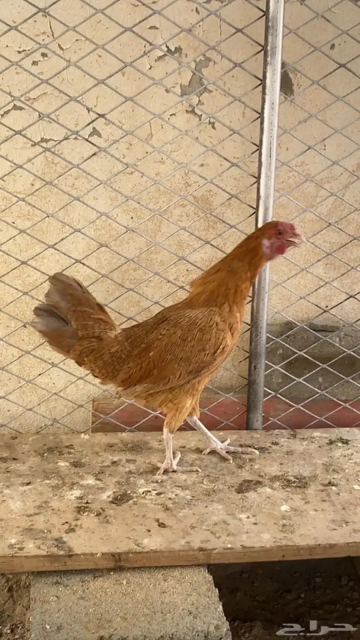 دجاجه 1