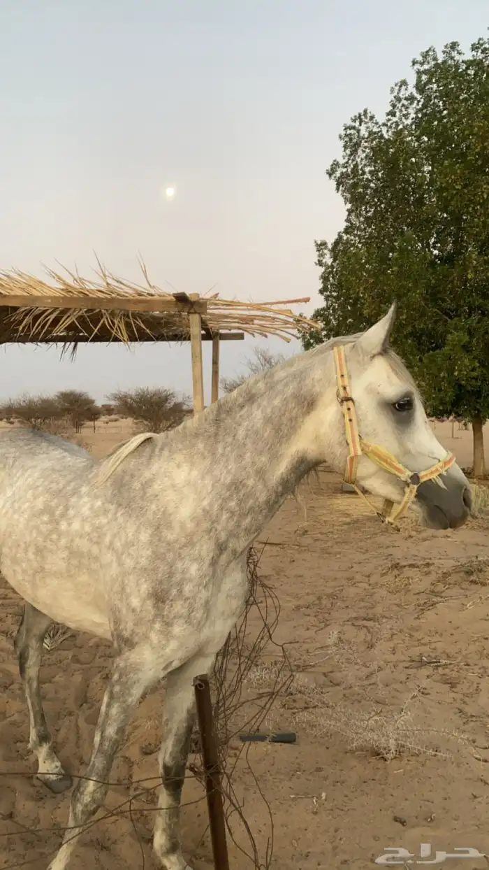 حصان عربي والبيع شعبي 2