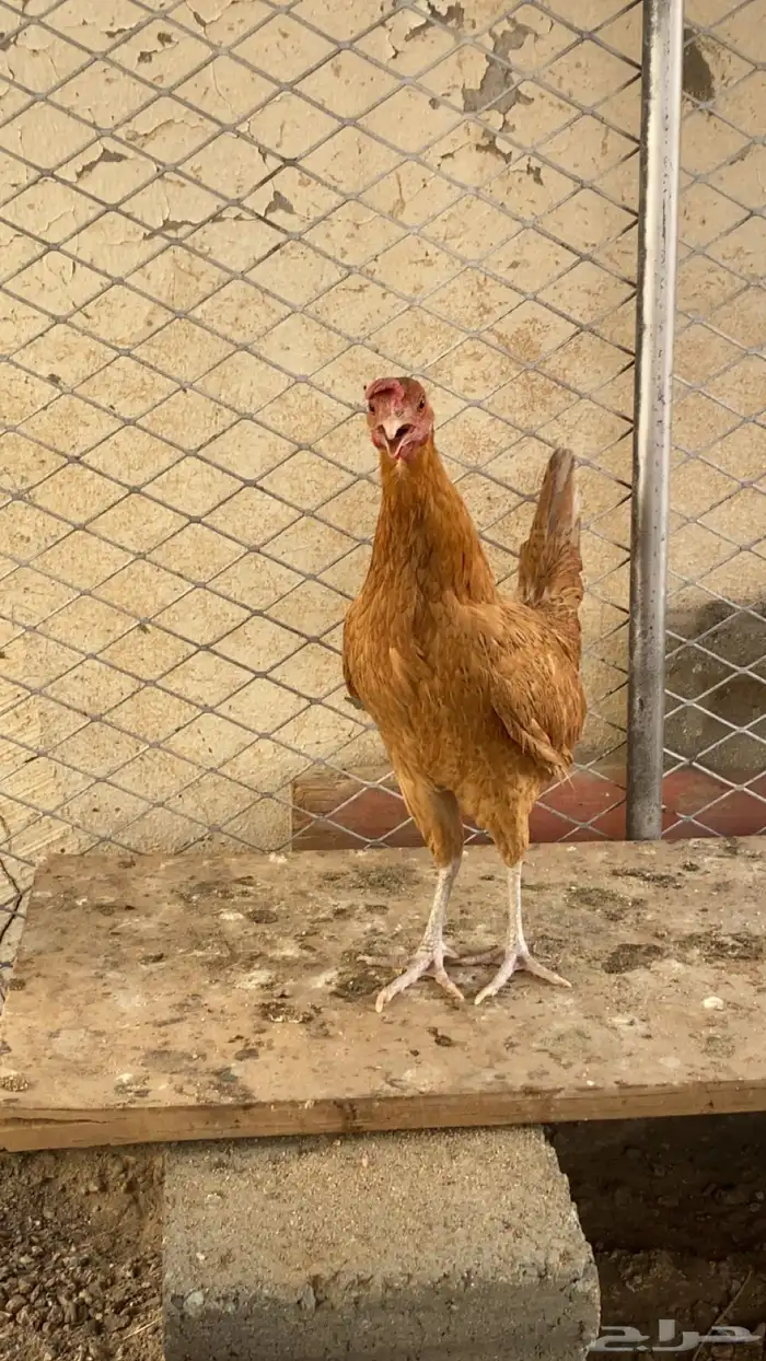 دجاجه 0