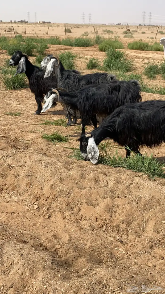 معزاء 2