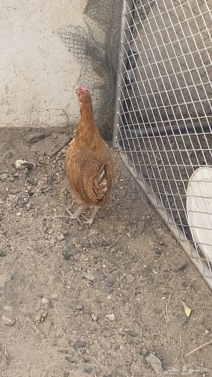 دجاجه 2