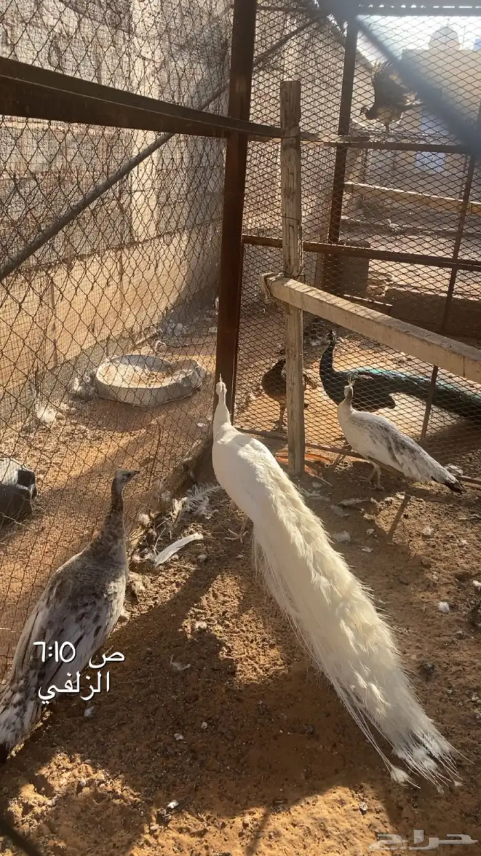 طاوس جوزين منتجات 0
