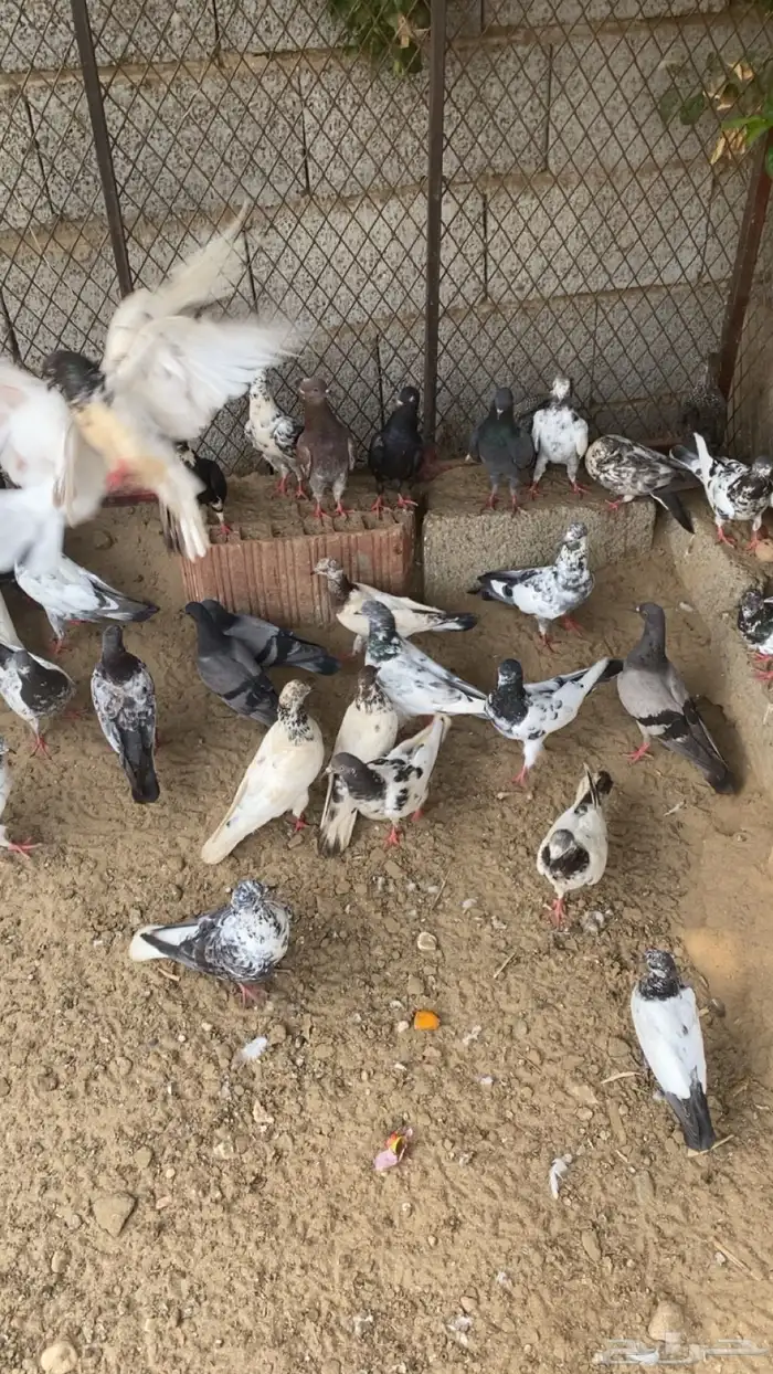 حمام باكستاني 1