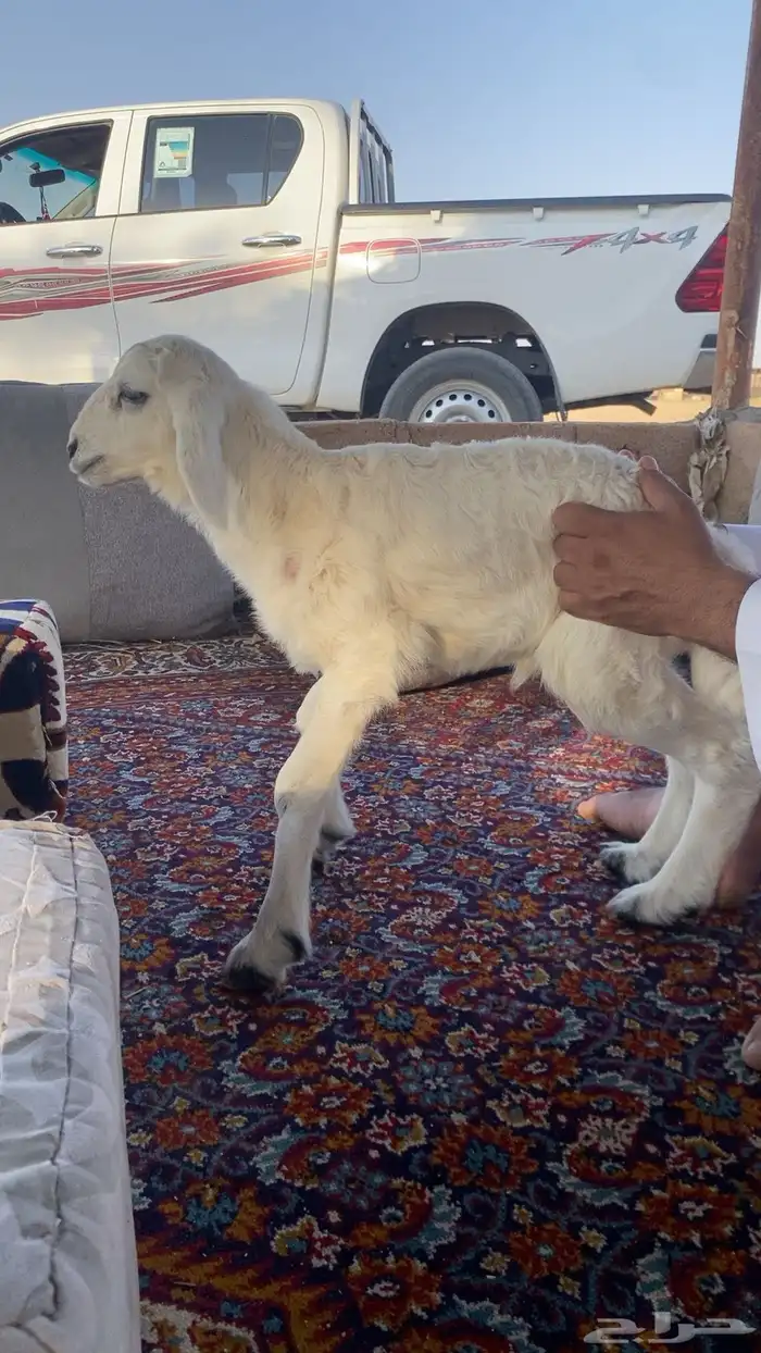 خروف عمره عشر أيام إلى خمسة عشر 0