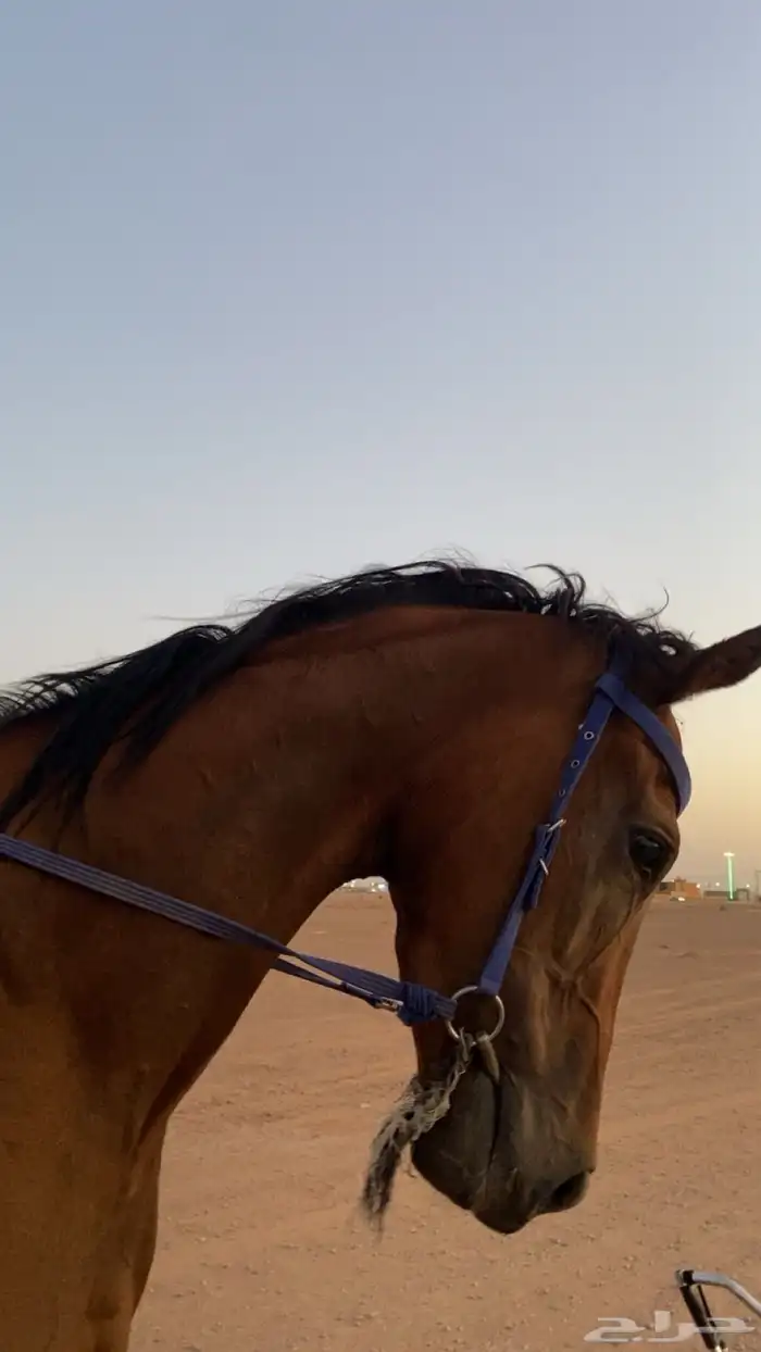 البيع حصان أنجليزي 0