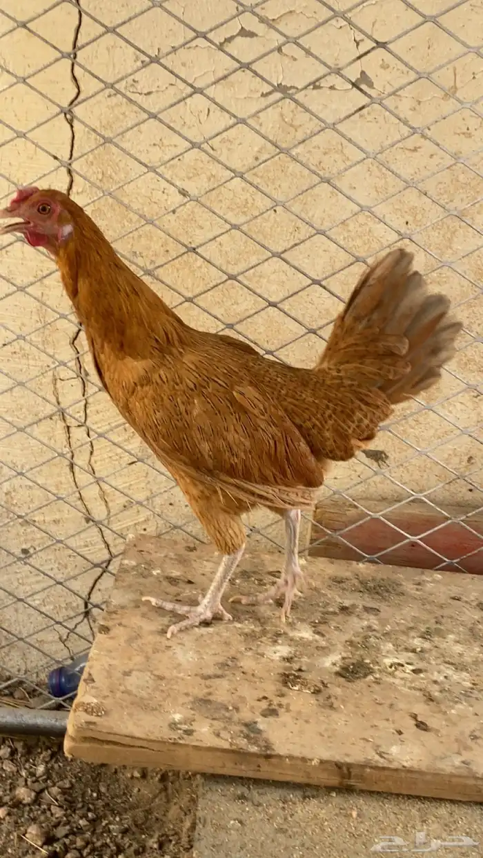 دجاجه 3