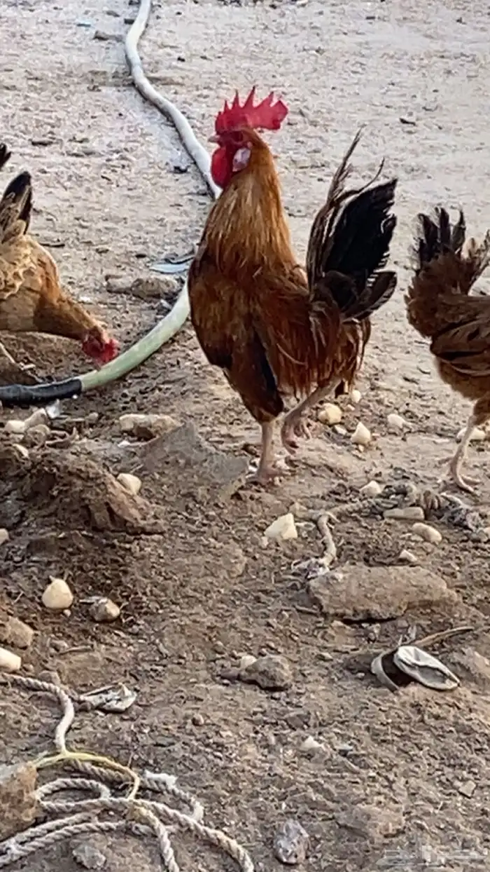 ديك 1