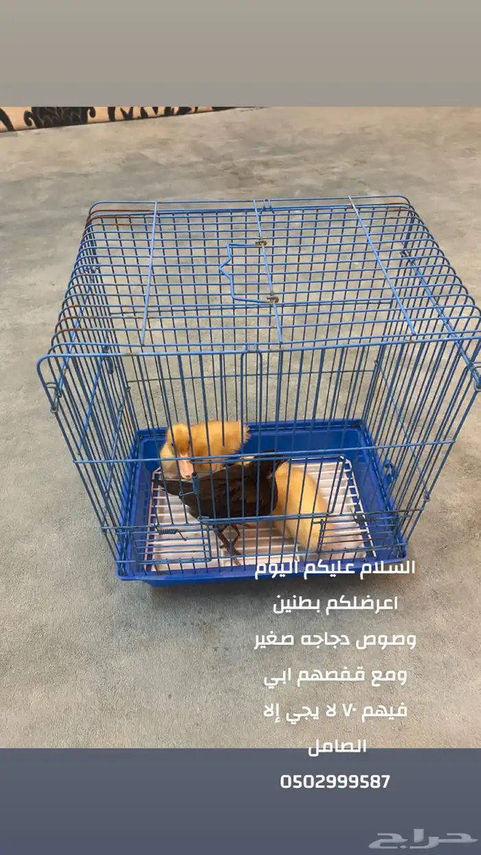 السلام عليكم عندي بطتين وصوص صغير ومع قفصهم للبيع ا 0