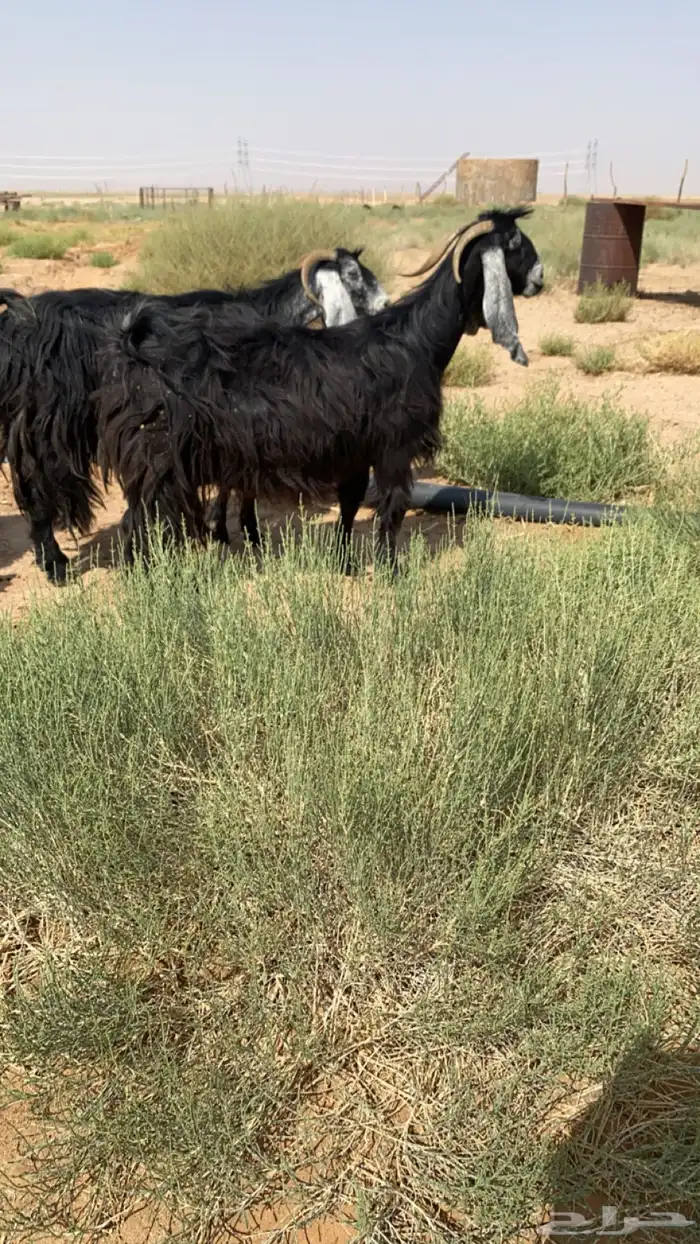 معزاء 3
