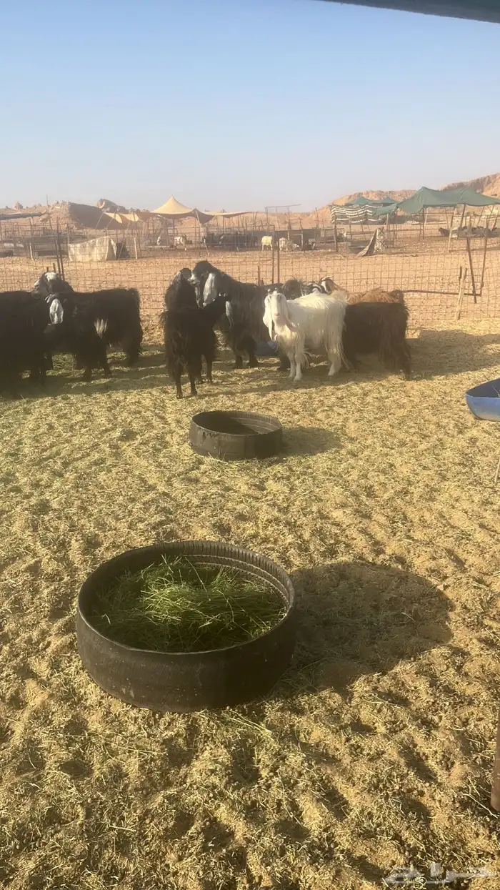 معزاء عوارض ومشاريك 12
