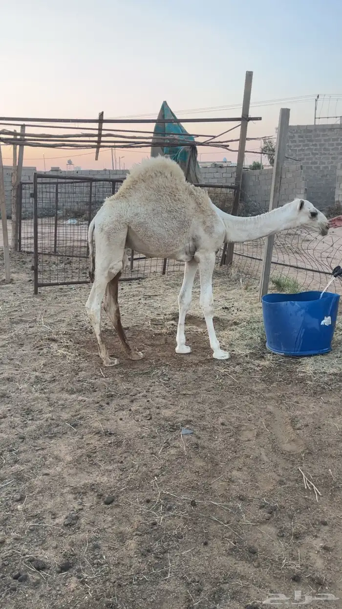 قعود عمره 5 شهور 1