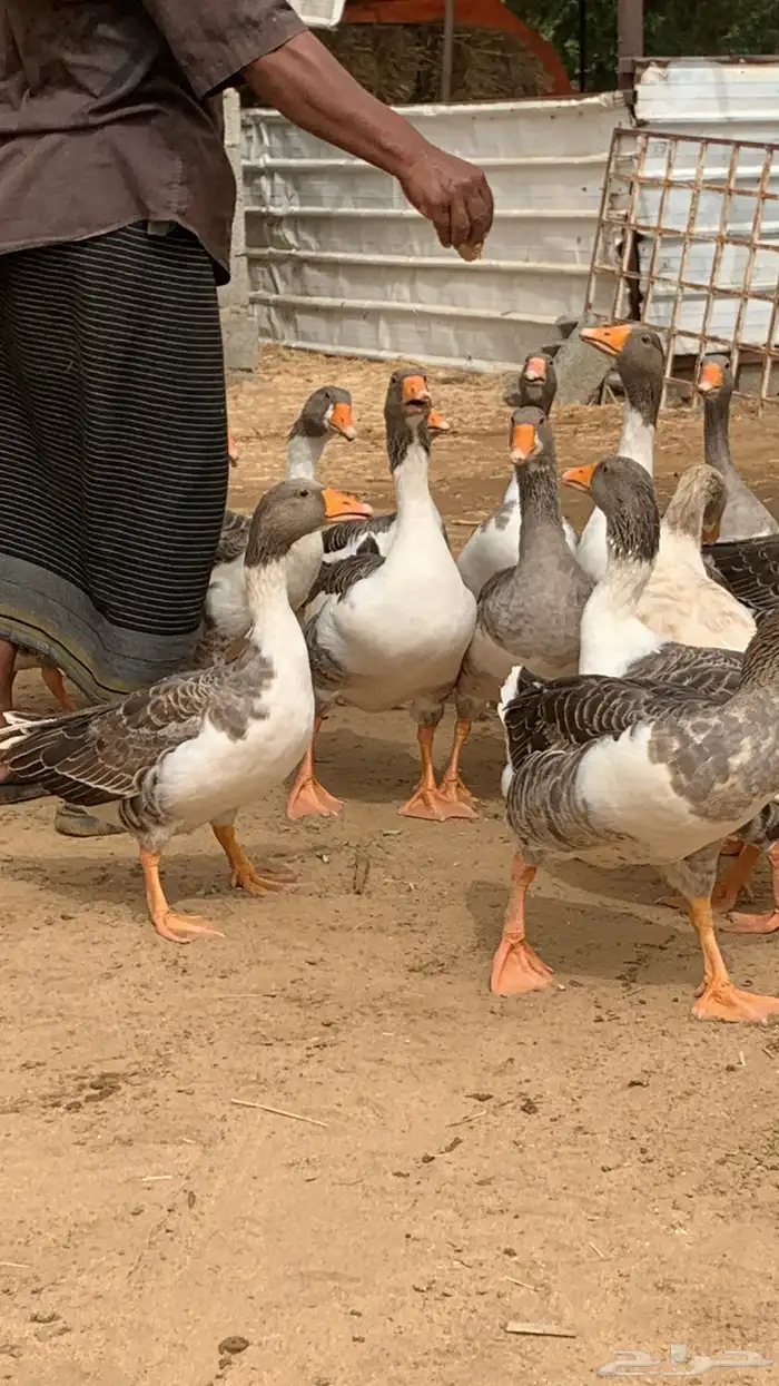 وز أليف والبيع بالزوج 7