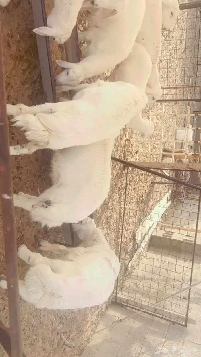 10 طليان ذبايح 2