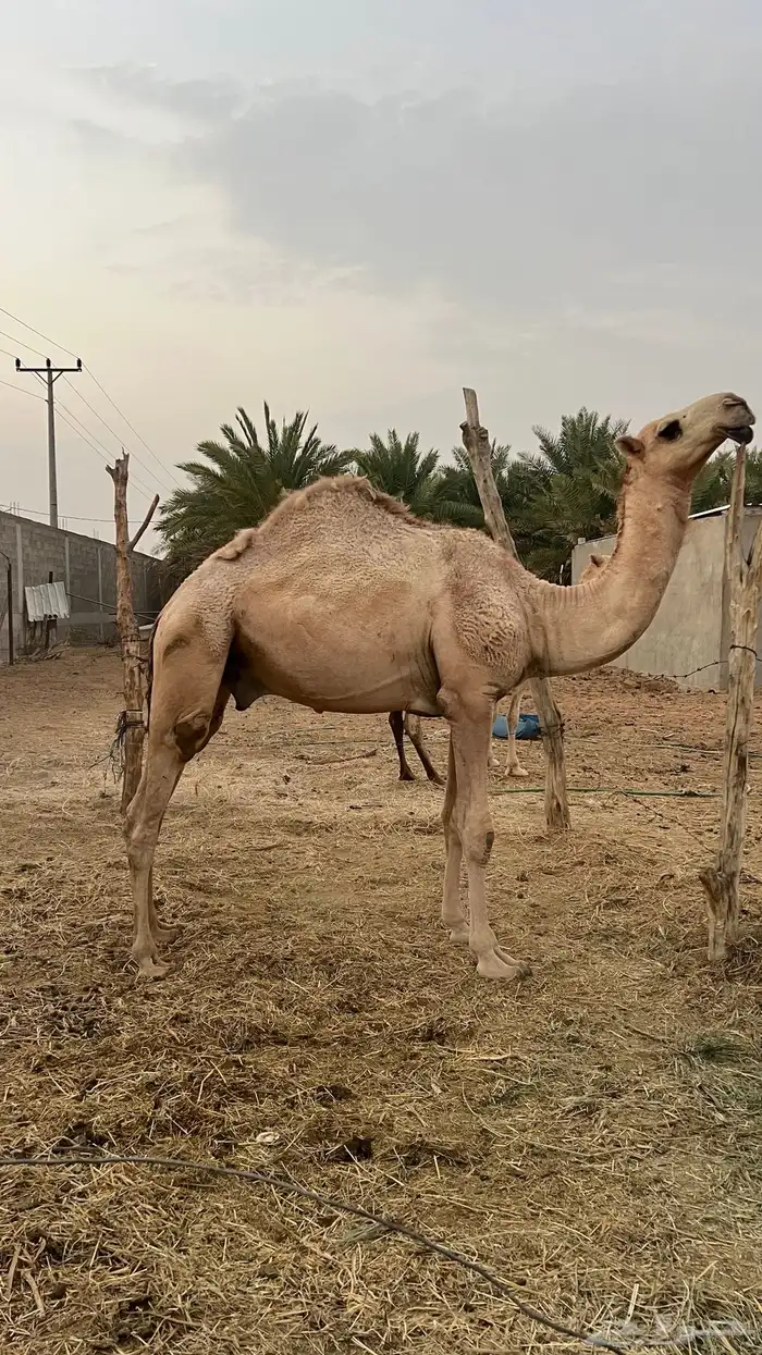 حق للبيع الخرج 0