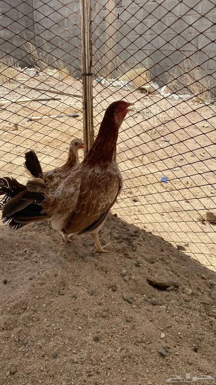 للبيع دجاجه 0